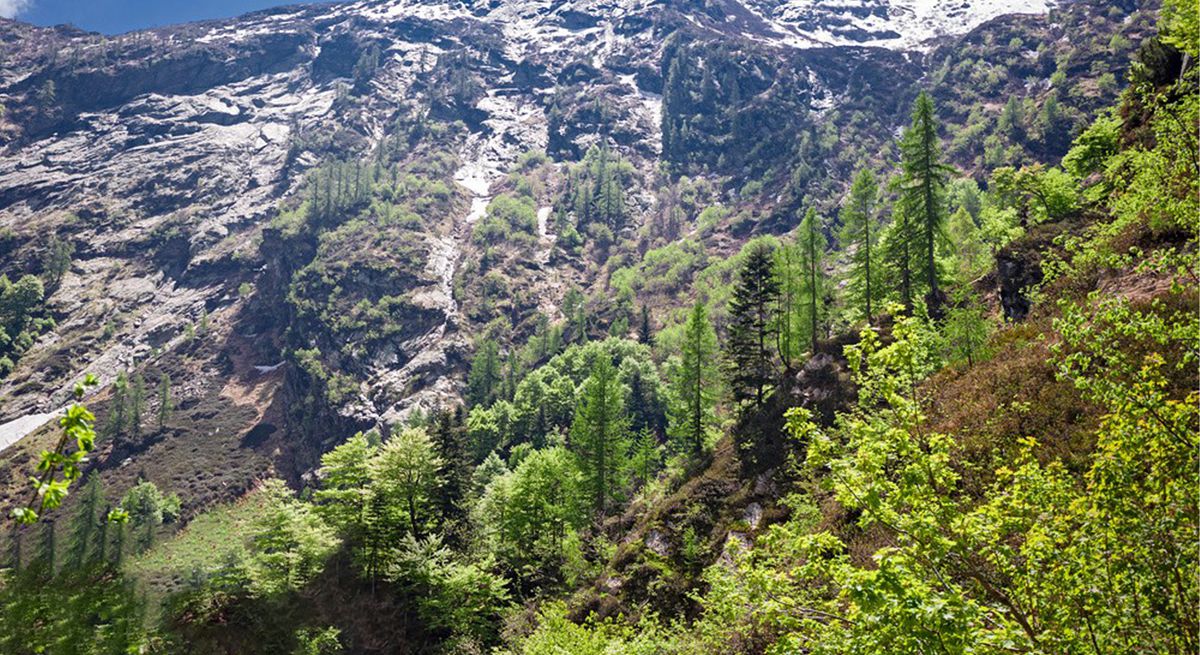 杉木選材優(yōu)良 奠定高品質基礎